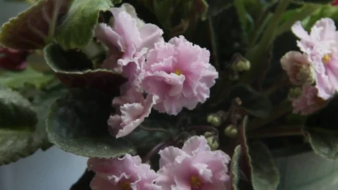 Pink violet. Indoor plant. Variable focus Stock Footage 76212723