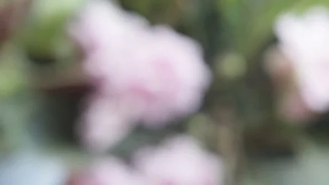 Pink violet. Indoor plant. Variable focus Video stock 76212749