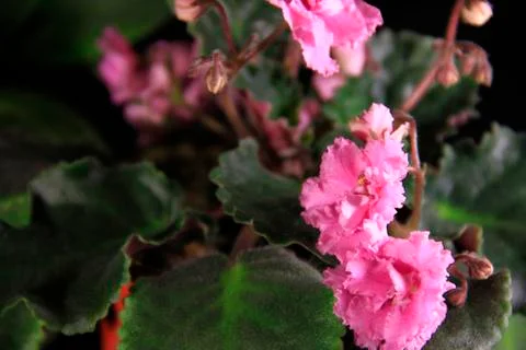 Pink violet  Stock Photos