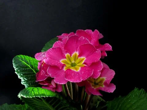 Pink violet Stock Photos