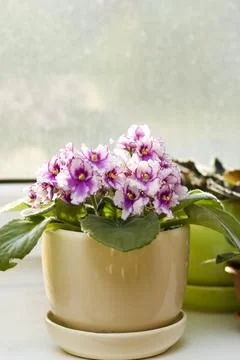 Pink violet on windowswill Stock Photos