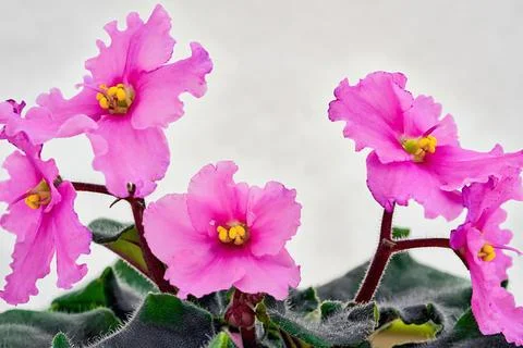 Pink violets on a clean and empty light background Stock Photos