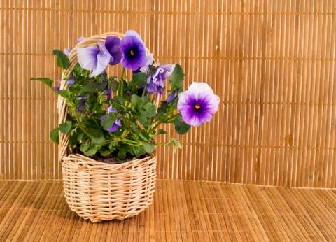 Pink violets Stock Photos