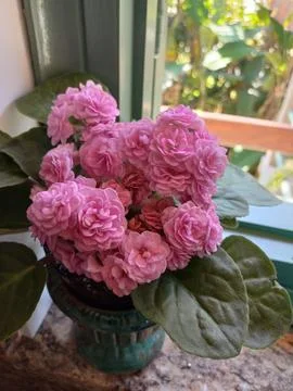 Pink Violets in a Vase Foto stock