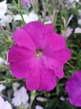 Pink Vortex Stockfoto's