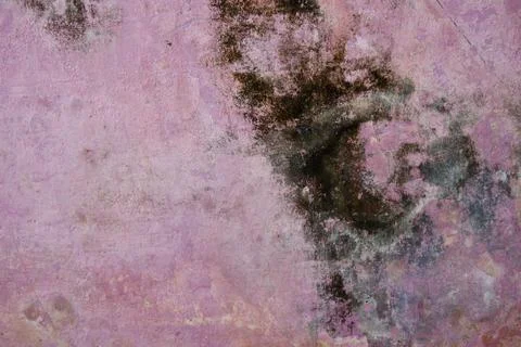 The pink wall surface is covered with moss and fungus. Foto stock