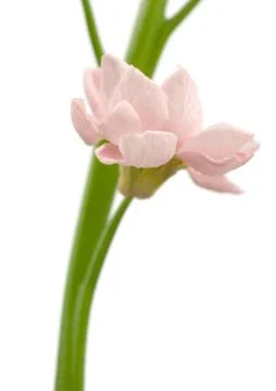 Pink wallflower, close-up Stock Photos