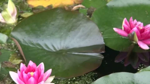 Pink Water Lilies in Rain Stock Footage