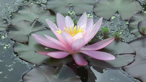 Pink water lilly Stock Footage 76193841