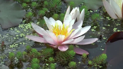 Pink water lilly Stock Footage 76194352