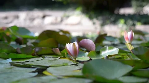Pink water lily is beautifully reflected in lake water Stock Footage 65765975