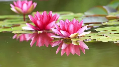 Pink Water Lily Stock Footage 69719627
