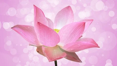 Pink water lily. Video stock 93102012