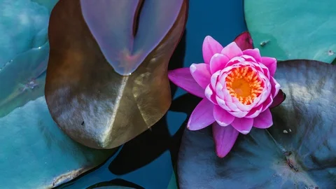 Pink water lily. Stock Footage 101018131
