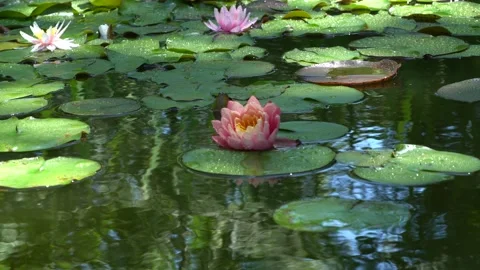 Pink water lily or lotus flower in beautiful garden pond. Landscaped garden. Stock Footage 134463353