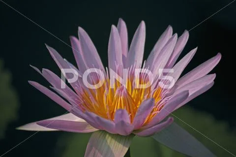 Pink Water Lily, Pink Lotus, Nymphaea pubescens Stock Photos