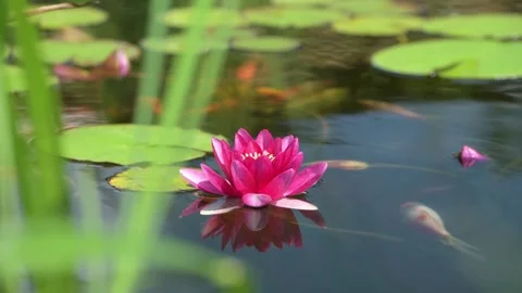 Pink water lily in a pond full of colorful fish Stock-Footage 245905341