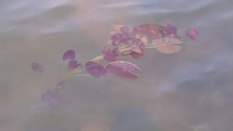 Pink water plants floating in a clean lake in Maithon dam. Stock Footage 131585002