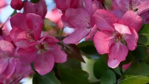 Pink watercolor flowers on an apple tree in spring. Video stock 246306249