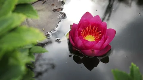 Pink Waterlily Video stock 8507145