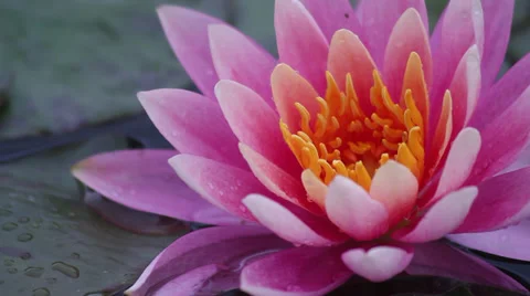 Pink waterlily Stock Footage 35664957