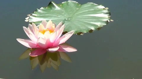Pink waterlily Stock Footage 59873710