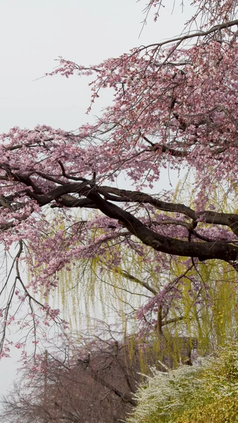 Pink Weeping Cherry Blossom Tree Branch Swaying in Kyoto Japan Stock Footage 335924073