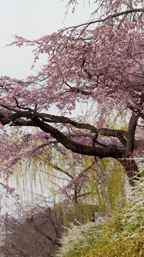 Pink Weeping Cherry Blossom Tree Branch Swaying in Kyoto Spring Stock Footage 336522308
