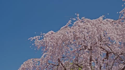 Pink Weeping Cherry Blossoms in Corner of Frame Against Blue Sky, Shinjuku Gyoen Vidéo 348268705