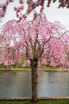 Pink Weeping Cherry Tree in Full Bloom Stock Photos