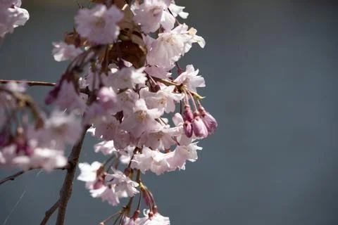 Pink Weeping Cherry Tree Stock Photos
