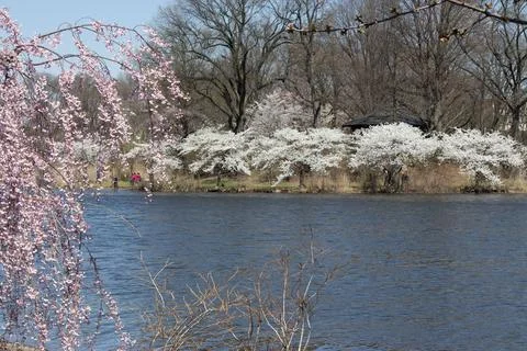 Pink Weeping Cherry Tree WS Stock Photos