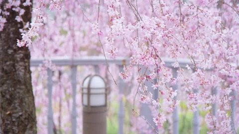 Pink, weeping sakura cherry tree branches moving slowly with a breeze. Stock Footage 181787467