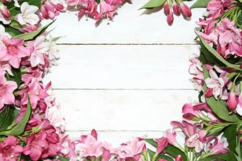 Pink weigela border Foto stock