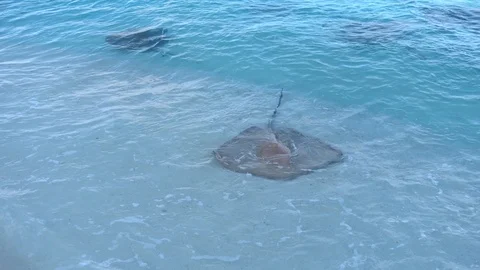 Pink whiprays at the water edge on the beach. Stingrays at shoreline. Maldives Stock Footage 119525699