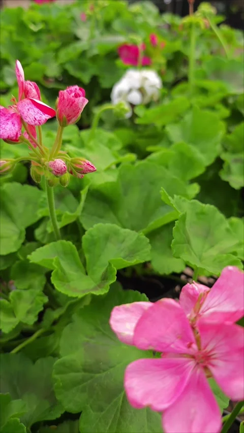 Pink, white and red Geranium Flowers Stock Footage 307423371