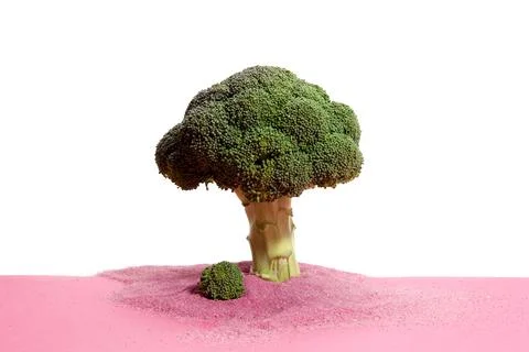 Pink white broccoli tree Stock Photos