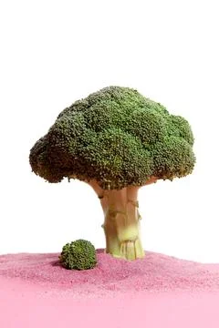 Pink white broccoli tree Stock Photos
