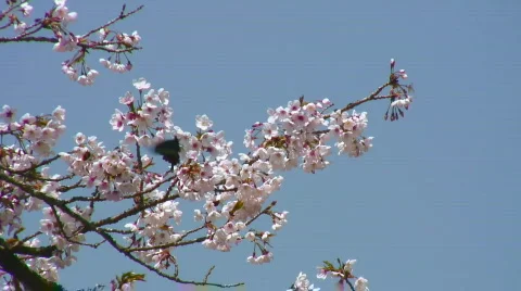 Pink / white cherry blossoms and  butterfly Stock Footage 366164