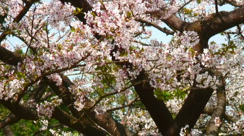 Pink-white cherry blossoms Stock Footage 360956