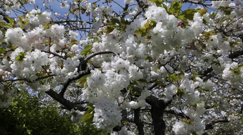 Pink White Cherry Tree Blossom Spring Shallow Depth of Field Idyllic April Day Stock Footage 35285374