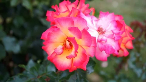 Pink white flower blowing in the wind Stock Footage 118083319