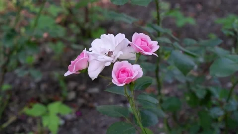 The pink - white flower is moving. Stock Footage 156904335