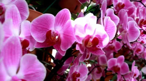 Pink-white flowers Stock Footage 25526253