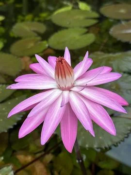 Pink white lotus at the pond Using macro mode Stock Photos