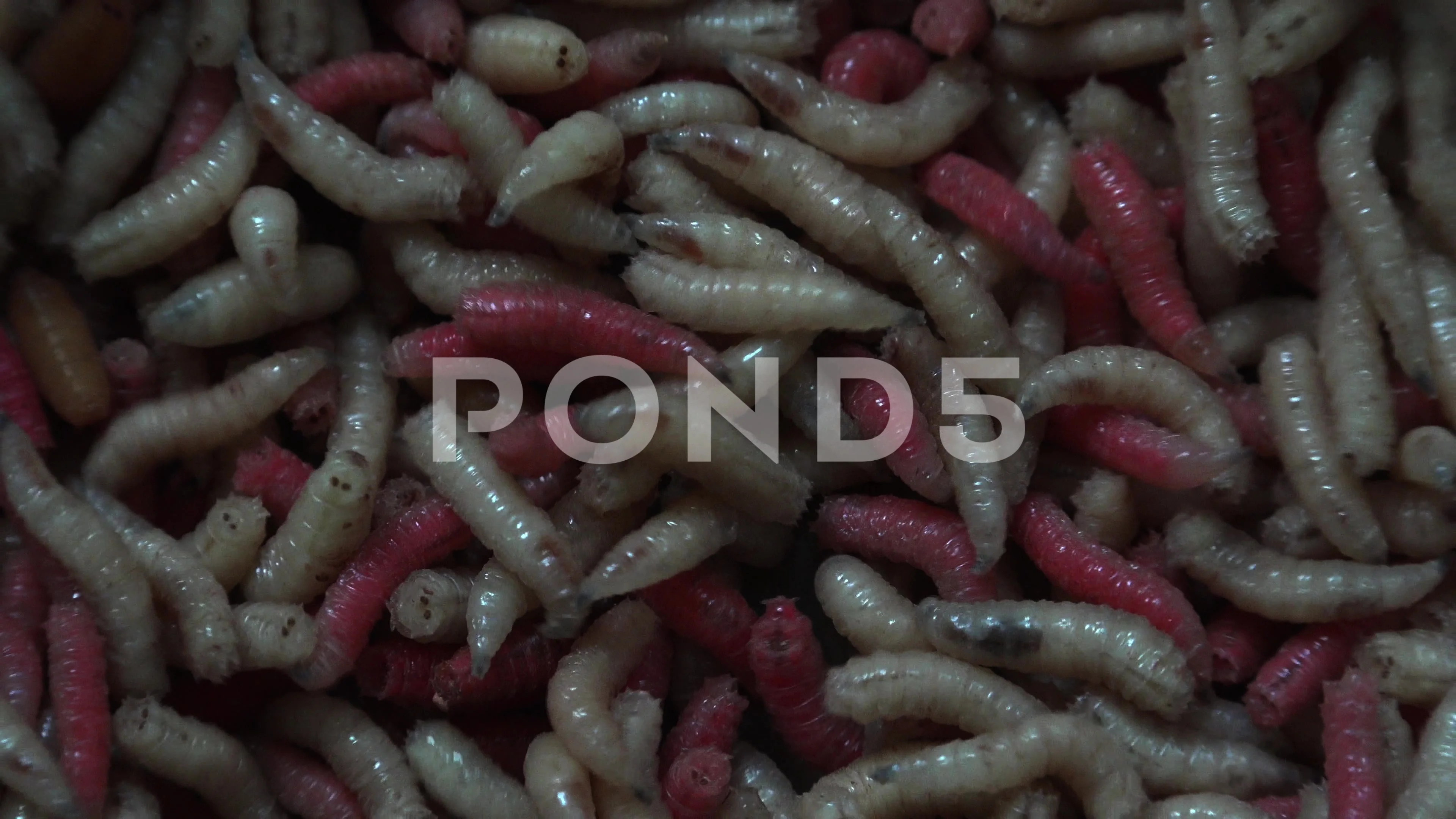 Pink, white maggots (Acheta Domesticus , Stock Video