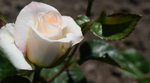 Pink White Rose closeup Stock Footage 39705576