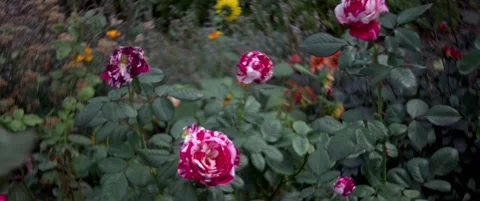 Pink White Rose Stock Footage 217519529