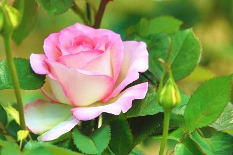 Pink with white rose Stock Photos