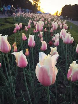Pink white tulips Stock Photos